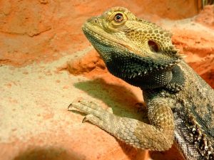 The Benefits of a Sunlight Fixture for your Bearded Dragon