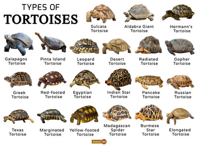 Species Of Tortoise