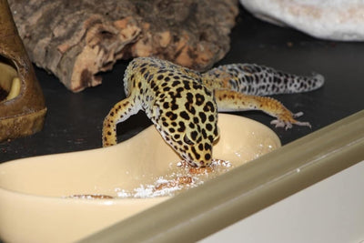 A Comprehensive Guide on Proper Food for Your Reptile and Invertebrate Pets