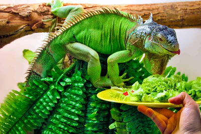 Iguana Foods
