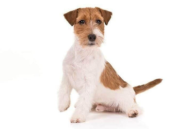 A Dog in One Pack- Jack Russell Terrier