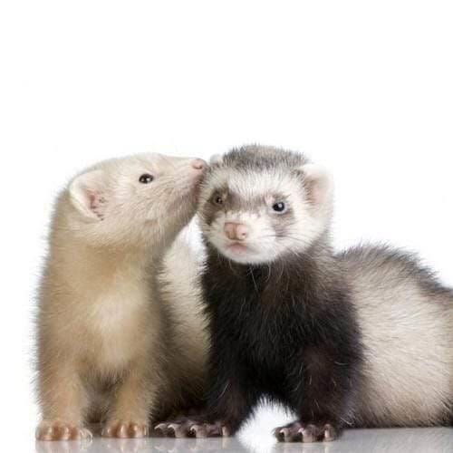 A Primer on How Ferrets Respond to Their Environment