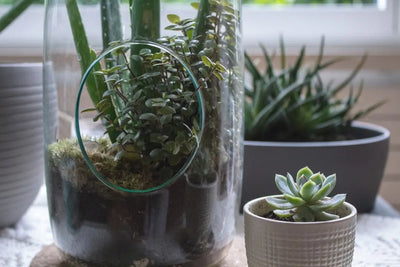 Achieving the Balance of Nature in Your Terrarium: The Key to Happy Reptiles - Talis Us