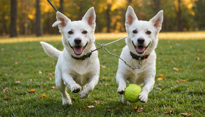 Affordable Toys for Dogs: Fun Without Breaking the Bank - Talis Us