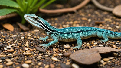 Achieving Optimal Nutrition for Alligator Lizards