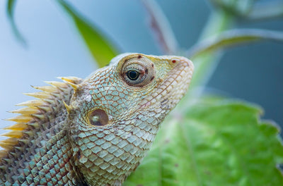 Can I Use a Reptile Heat Lamp for Plants?