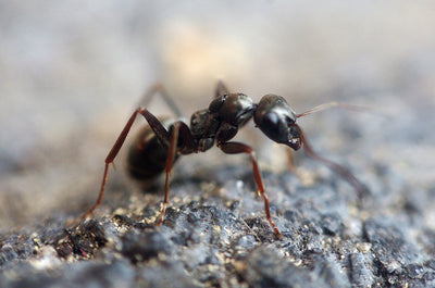 How to Identify a Queen Ant