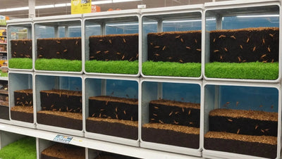 Ant Farm for Sale at Pet Store - Talis Us