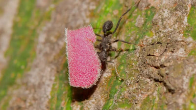 Ant Keeping: A Guide to Keeping Ants - Talis Us