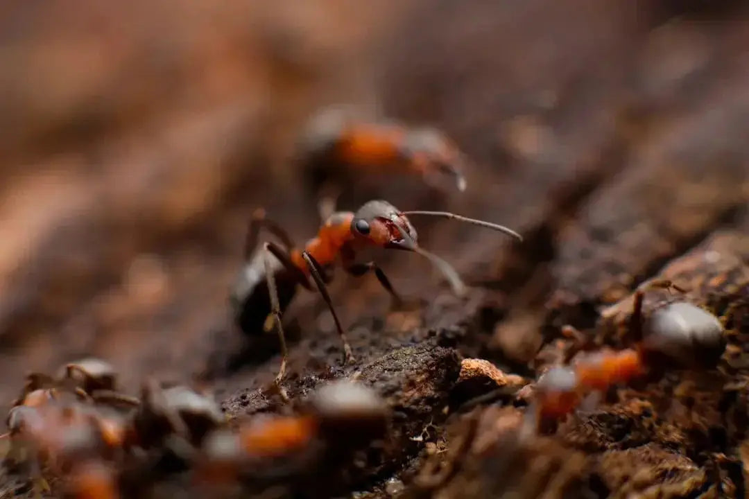 Ant species living in desert or Mediterranean regions - Talis Us