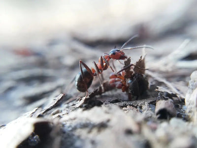 Ant species living in fields or meadows - Talis Us