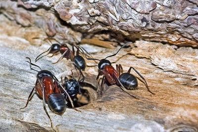 All About Ant Farms and Raising Ants