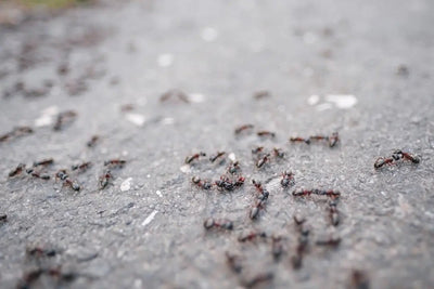 Ants living in the forest - Talis Us