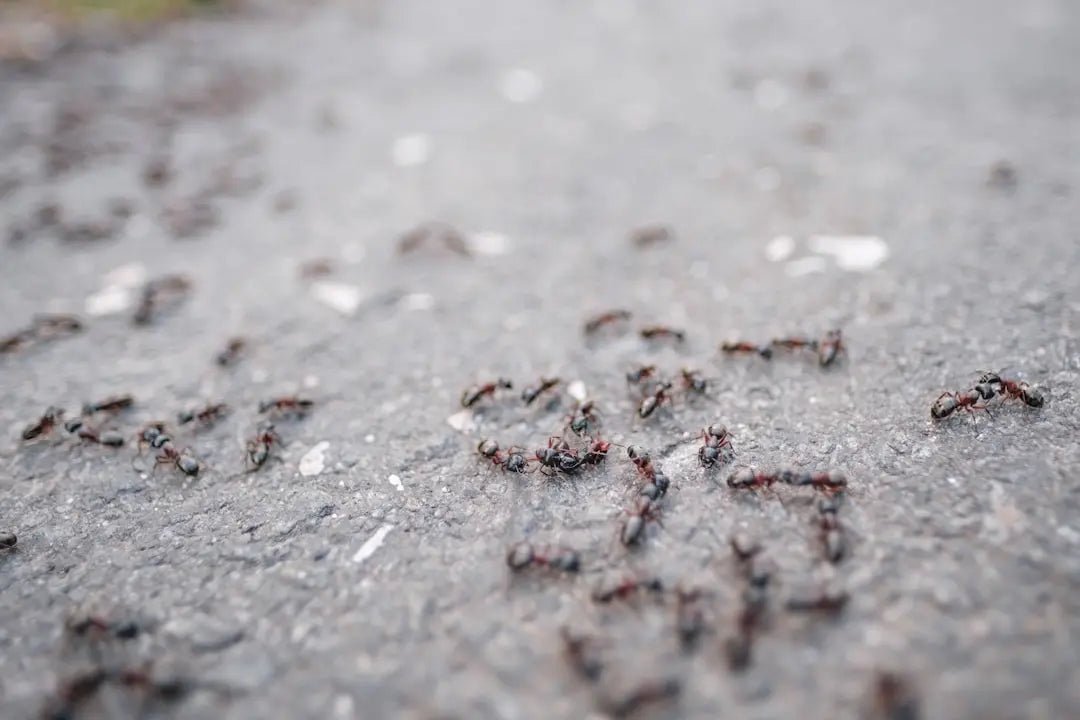 Ants living in the forest - Talis Us