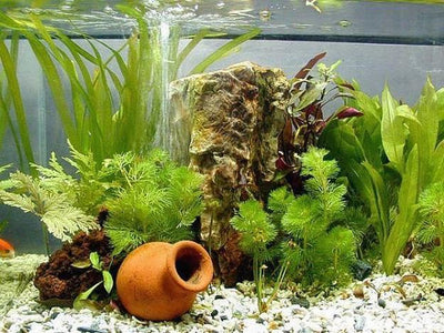 Do Fish Need Decorations in Their Tank?