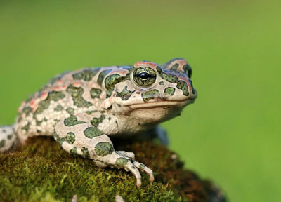 Are Frogs Reptiles? The Answer Might Surprise You - Talis Us