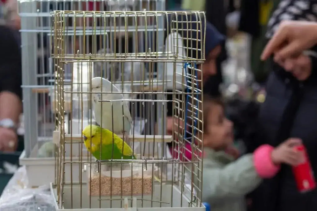 Aviary Mesh Gauge Guide: Choosing the Right Size for Your Birds - Talis Us
