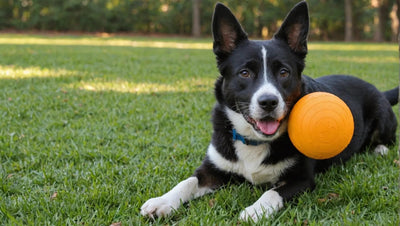 Bark Dog Toys: The Perfect Playtime for Your Pup - Talis Us