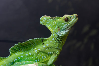 Can You Put Calcium Powder in Your Reptile's Water?