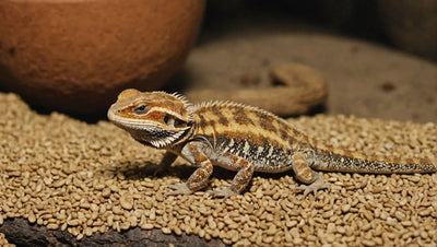 Bearded Dragon Care: How to Feed Your Pet Mealworms - Talis Us