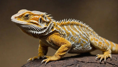 Bearded Dragon Food: Find Quality Options for Sale - Talis Us
