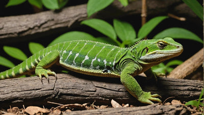 Beginner's Guide: Reptile Starter Kits - Talis Us
