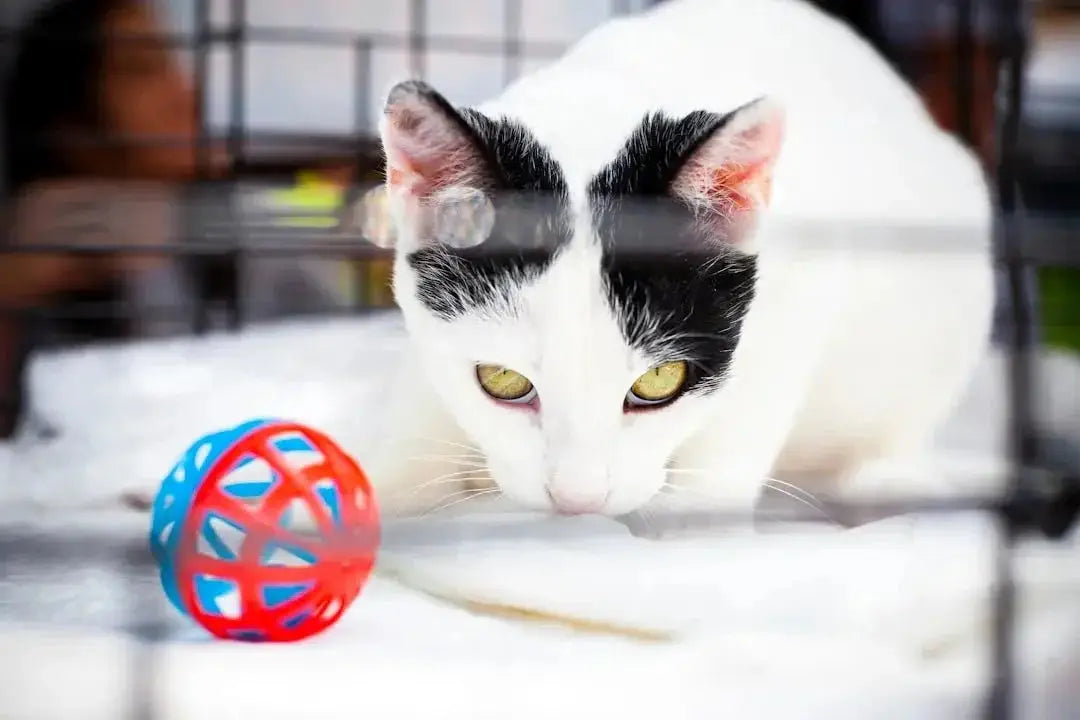 The Benefits of Catnip Toys for Cats - Talis Us