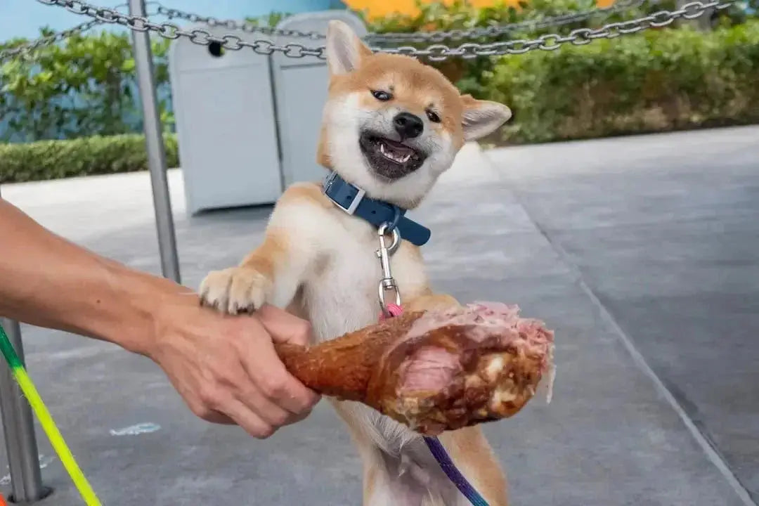 Benefits of High Protein Dog Food - Talis Us