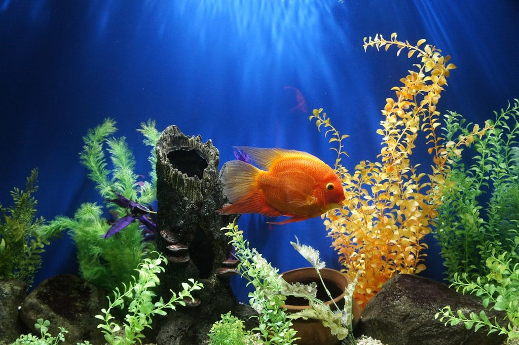 Benefits of a Quality Fish Tank Filter - Talis Us