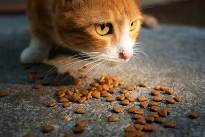 Benefits of Cat Dental Treats for Health - Talis Us
