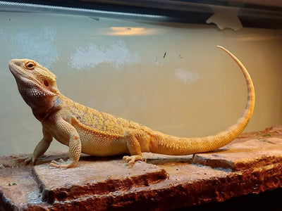 Benefits of Ceramic Heat Emitters for Bearded Dragons - Talis Us
