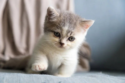 Benefits of Feeding Your Cat Salmon Wet Food - Talis Us
