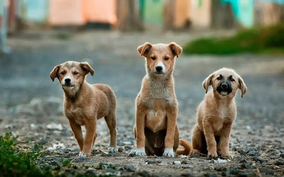 Benefits of Freeze-Dried Dog Food Options - Talis Us