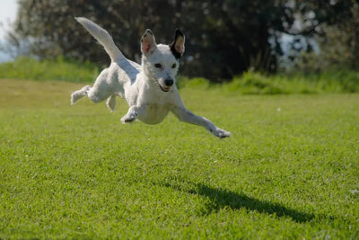 Benefits of Freeze Dried Dog Treats - Talis Us