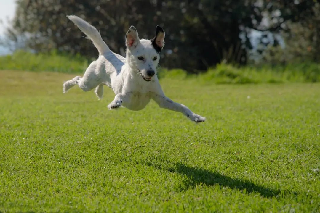 Benefits of Freeze Dried Dog Treats - Talis Us