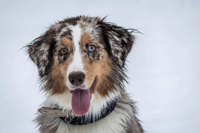 Benefits of Freeze Dried Liver for Puppies - Talis Us