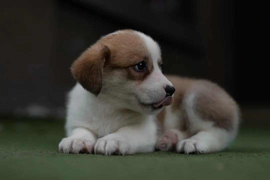 Benefits of Freeze Drying Raw Dog Food for Optimal Health - Talis Us