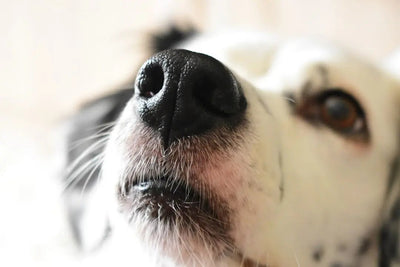 Benefits of Instinct Freeze Dried Dog Food - Talis Us