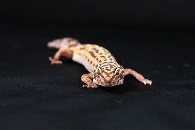 Benefits of LED UVB Lights for Reptiles - Talis Us