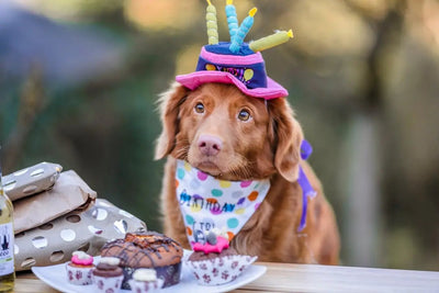 Benefits of Natural Balance Canned Dog Food - Talis Us