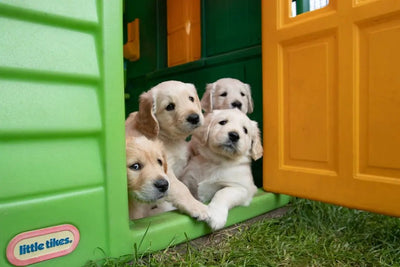Benefits of Salmon in Dog Food - Talis Us