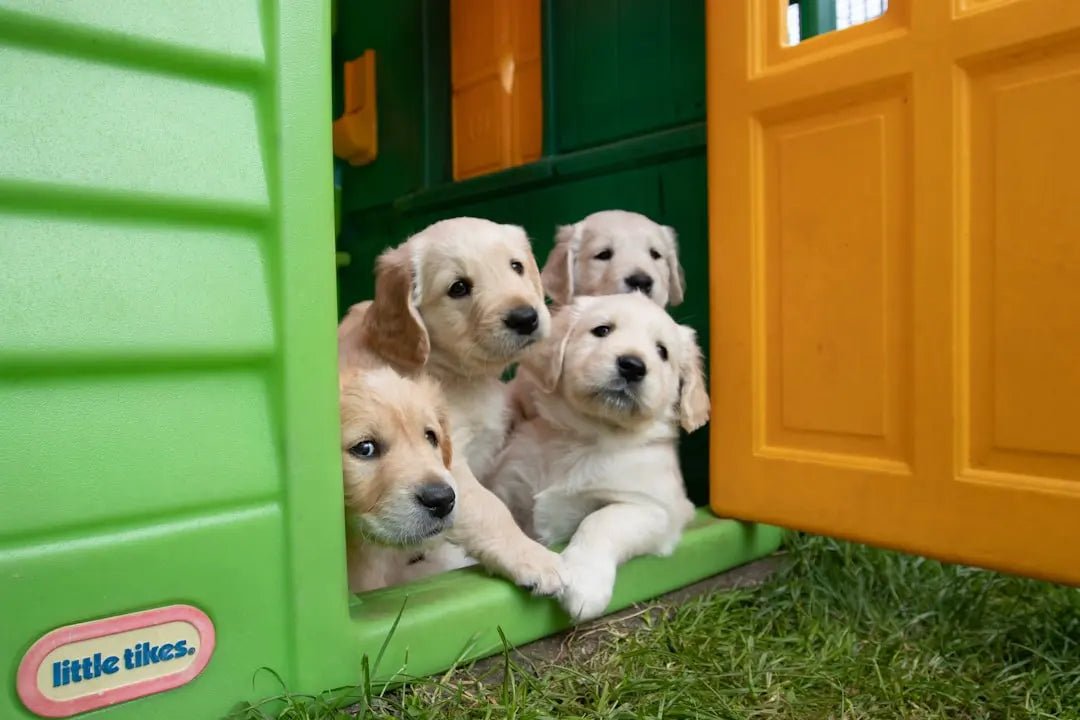 Benefits of Salmon in Dog Food - Talis Us