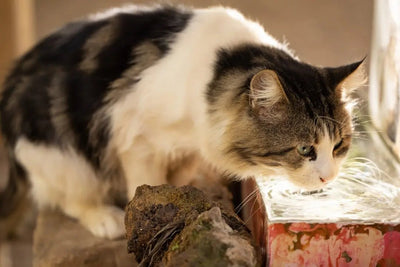 Benefits of Salmon Oil for Cats - Talis Us