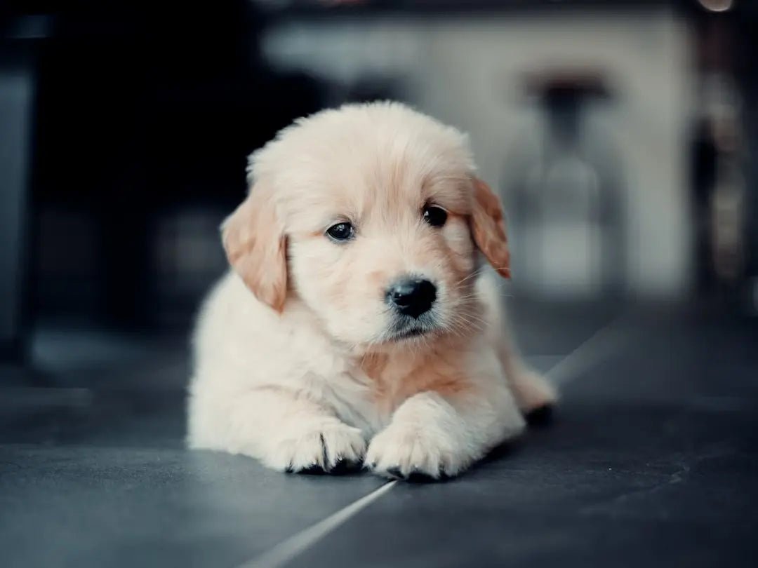 Benefits of Sweet Potato in Dog Food - Talis Us