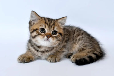 Benefits of Turkey Canned Cat Food - Talis Us