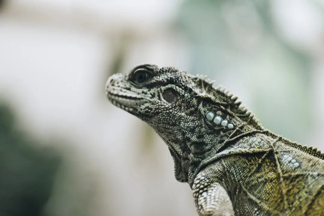 Benefits of Using a Night Heat Lamp - Talis Us