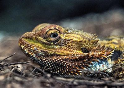 Benefits of Using a Reptile Dome Lamp - Talis Us