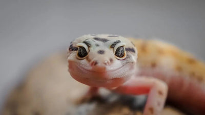 Benefits of Using a Reptile Light Dimmer - Talis Us