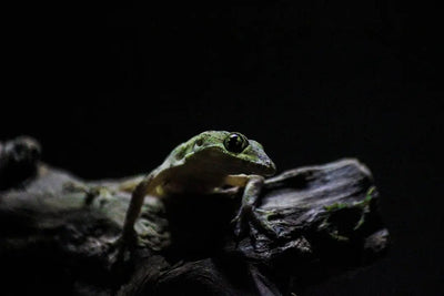 Benefits of Using a Reptile Light Dimmer - Talis Us