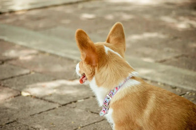 Benefits of Using Martingale Dog Collars - Talis Us
